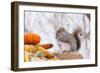 Gray Squirrel in Mid-Winter Feeding on Corn Kernels Among Gourds, St. Charles, Illinois, USA-Lynn M^ Stone-Framed Photographic Print