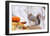 Gray Squirrel in Mid-Winter Feeding on Corn Kernels Among Gourds, St. Charles, Illinois, USA-Lynn M^ Stone-Framed Photographic Print