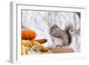 Gray Squirrel in Mid-Winter Feeding on Corn Kernels Among Gourds, St. Charles, Illinois, USA-Lynn M^ Stone-Framed Photographic Print