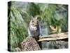 Gray Squirrel, Mcleansville, North Carolina, USA-Gary Carter-Stretched Canvas