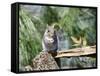 Gray Squirrel, Mcleansville, North Carolina, USA-Gary Carter-Framed Stretched Canvas