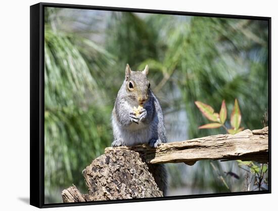 Gray Squirrel, Mcleansville, North Carolina, USA-Gary Carter-Framed Stretched Canvas