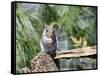 Gray Squirrel, Mcleansville, North Carolina, USA-Gary Carter-Framed Stretched Canvas