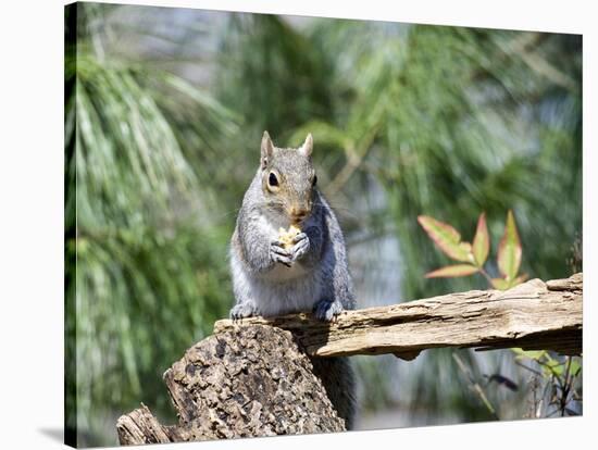 Gray Squirrel, Mcleansville, North Carolina, USA-Gary Carter-Stretched Canvas