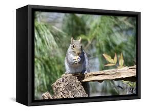 Gray Squirrel, Mcleansville, North Carolina, USA-Gary Carter-Framed Stretched Canvas