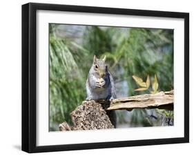 Gray Squirrel, Mcleansville, North Carolina, USA-Gary Carter-Framed Photographic Print