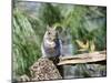 Gray Squirrel, Mcleansville, North Carolina, USA-Gary Carter-Mounted Photographic Print