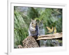 Gray Squirrel, Mcleansville, North Carolina, USA-Gary Carter-Framed Photographic Print