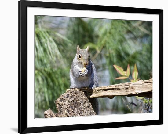 Gray Squirrel, Mcleansville, North Carolina, USA-Gary Carter-Framed Photographic Print