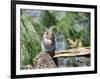 Gray Squirrel, Mcleansville, North Carolina, USA-Gary Carter-Framed Photographic Print