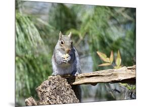 Gray Squirrel, Mcleansville, North Carolina, USA-Gary Carter-Mounted Photographic Print