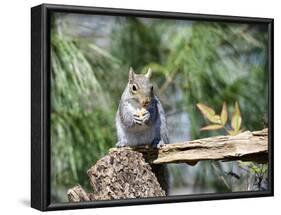 Gray Squirrel, Mcleansville, North Carolina, USA-Gary Carter-Framed Photographic Print