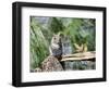 Gray Squirrel, Mcleansville, North Carolina, USA-Gary Carter-Framed Photographic Print