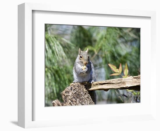 Gray Squirrel, Mcleansville, North Carolina, USA-Gary Carter-Framed Photographic Print