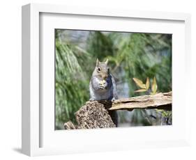 Gray Squirrel, Mcleansville, North Carolina, USA-Gary Carter-Framed Photographic Print