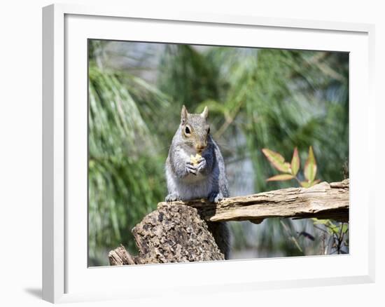 Gray Squirrel, Mcleansville, North Carolina, USA-Gary Carter-Framed Photographic Print