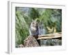 Gray Squirrel, Mcleansville, North Carolina, USA-Gary Carter-Framed Photographic Print