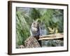 Gray Squirrel, Mcleansville, North Carolina, USA-Gary Carter-Framed Photographic Print