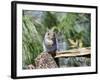 Gray Squirrel, Mcleansville, North Carolina, USA-Gary Carter-Framed Photographic Print