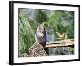 Gray Squirrel, Mcleansville, North Carolina, USA-Gary Carter-Framed Photographic Print