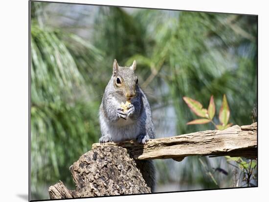 Gray Squirrel, Mcleansville, North Carolina, USA-Gary Carter-Mounted Photographic Print