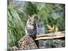 Gray Squirrel, Mcleansville, North Carolina, USA-Gary Carter-Mounted Photographic Print
