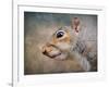 Gray Squirrel Portrait-Jai Johnson-Framed Giclee Print