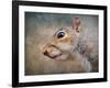 Gray Squirrel Portrait-Jai Johnson-Framed Giclee Print