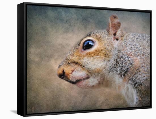 Gray Squirrel Portrait-Jai Johnson-Framed Stretched Canvas