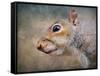 Gray Squirrel Portrait-Jai Johnson-Framed Stretched Canvas