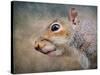 Gray Squirrel Portrait-Jai Johnson-Stretched Canvas