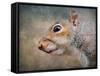 Gray Squirrel Portrait-Jai Johnson-Framed Stretched Canvas