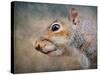 Gray Squirrel Portrait-Jai Johnson-Stretched Canvas