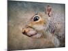 Gray Squirrel Portrait-Jai Johnson-Mounted Giclee Print