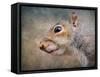 Gray Squirrel Portrait-Jai Johnson-Framed Stretched Canvas