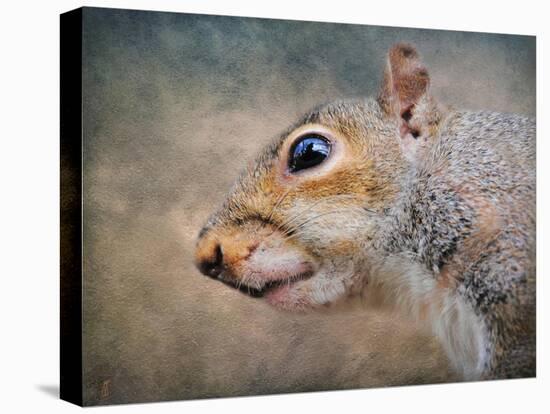 Gray Squirrel Portrait-Jai Johnson-Stretched Canvas