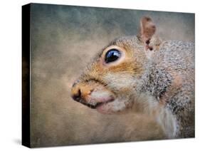 Gray Squirrel Portrait-Jai Johnson-Stretched Canvas