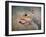 Gray Squirrel Portrait-Jai Johnson-Framed Giclee Print