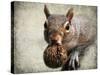 Gray Squirrel with Nut-Jai Johnson-Stretched Canvas