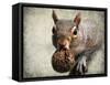 Gray Squirrel with Nut-Jai Johnson-Framed Stretched Canvas