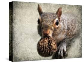 Gray Squirrel with Nut-Jai Johnson-Stretched Canvas