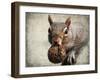 Gray Squirrel with Nut-Jai Johnson-Framed Giclee Print