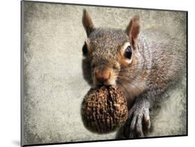 Gray Squirrel with Nut-Jai Johnson-Mounted Premium Giclee Print