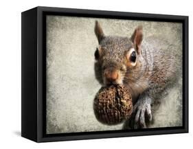 Gray Squirrel with Nut-Jai Johnson-Framed Stretched Canvas