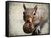 Gray Squirrel with Nut-Jai Johnson-Framed Stretched Canvas