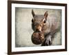 Gray Squirrel with Nut-Jai Johnson-Framed Giclee Print