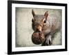 Gray Squirrel with Nut-Jai Johnson-Framed Giclee Print