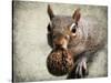 Gray Squirrel with Nut-Jai Johnson-Stretched Canvas