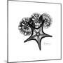 Gray Starfish 1-Albert Koetsier-Mounted Art Print