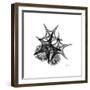 Gray Starfish 2-Albert Koetsier-Framed Art Print